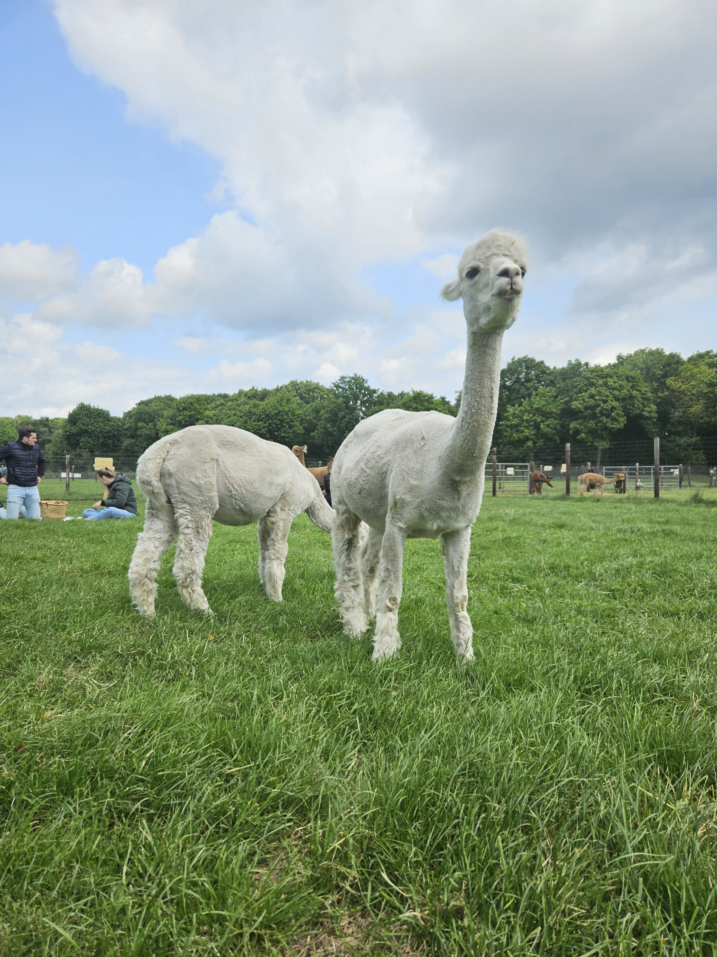 Alpacafarm Vorstenbosch - Alpaca boerderij